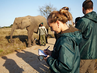 Freiwilligenarbeit Südafrika Elephantenprojekt