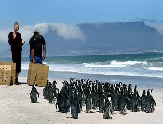 Freiwilligenarbeit Südafrika Pinguinprojekt